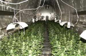 http://www.thespoof.com/sitepics/thespoof/grow room.jpg